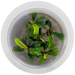 in-vitro-plant-uns-