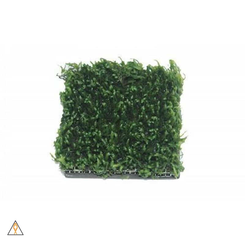https://aqualabaquaria.com/cdn/shop/products/ista-aquatic-plant-cultivation-ceramics-aqua-lab-aquaria-grass-green-ingredient-leaf-herb-373_2000x.jpg?v=1607574146