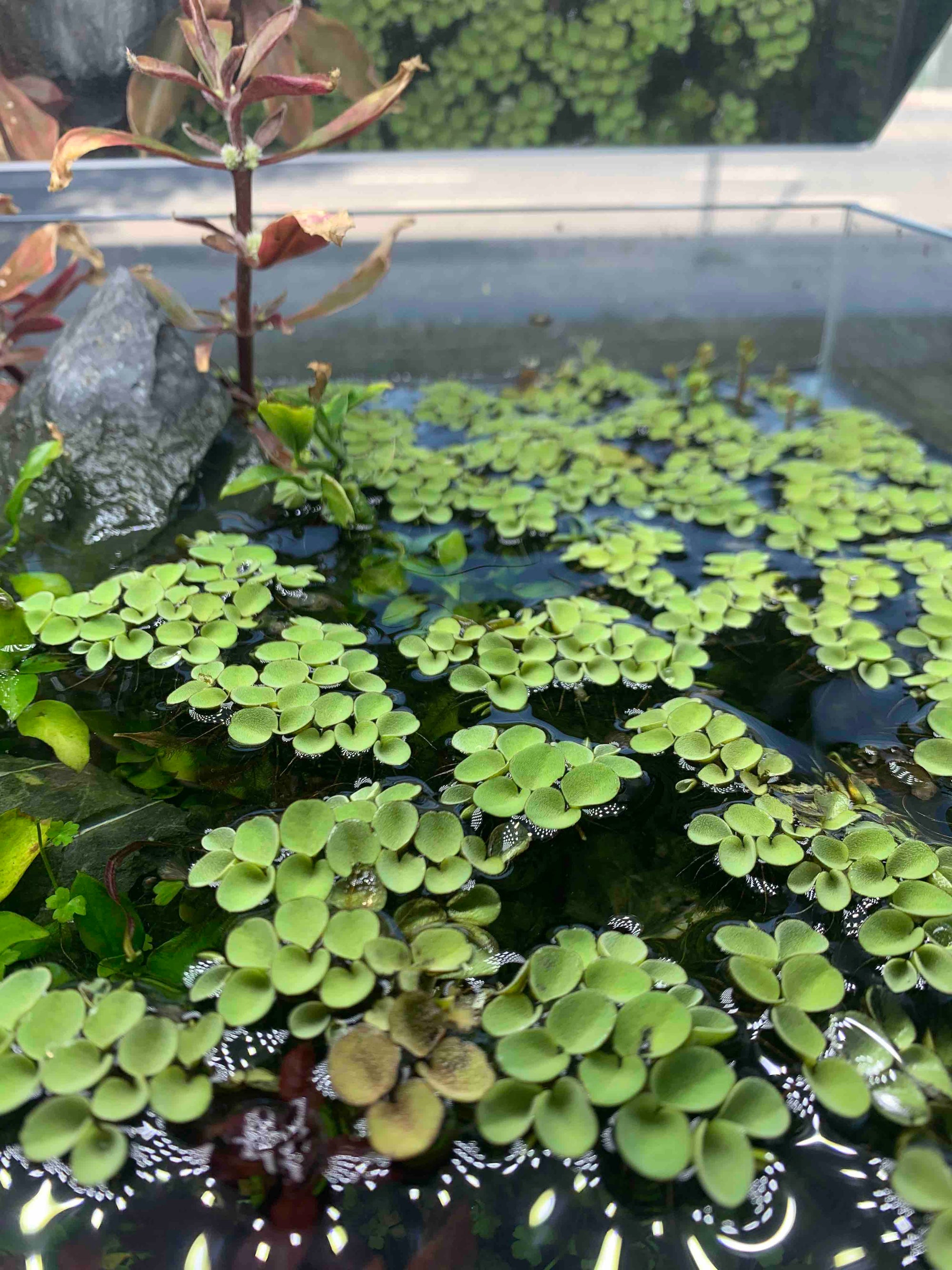 floating plastic plants aquarium Salvinia sp. Floating Plant