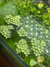 Salvinia sp. Floating Plant