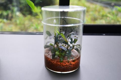 Glass Pot MARU - DOOA