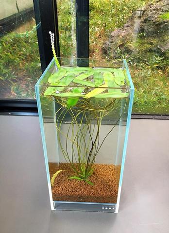 Neo Glass Air - DOOA