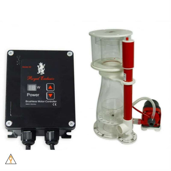 Dragon proteinページ ハレオ（HALEO）（メンズ、レディース）プロテインドリンク