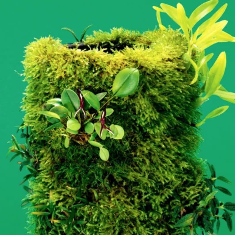 Terra Base Clay Pot - DOOA