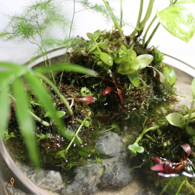 Substrate Ball Standard Substrate Ball - Studio Aquatica