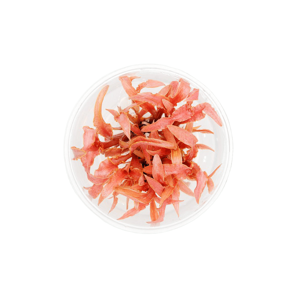 Cryptocoryne albida 'Red'